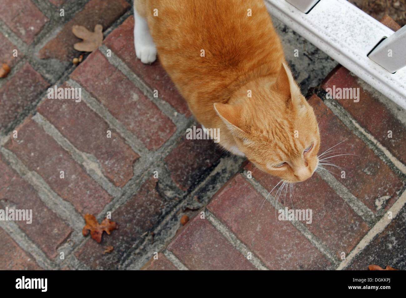 Cat climbing stairs hires stock photography and images Alamy