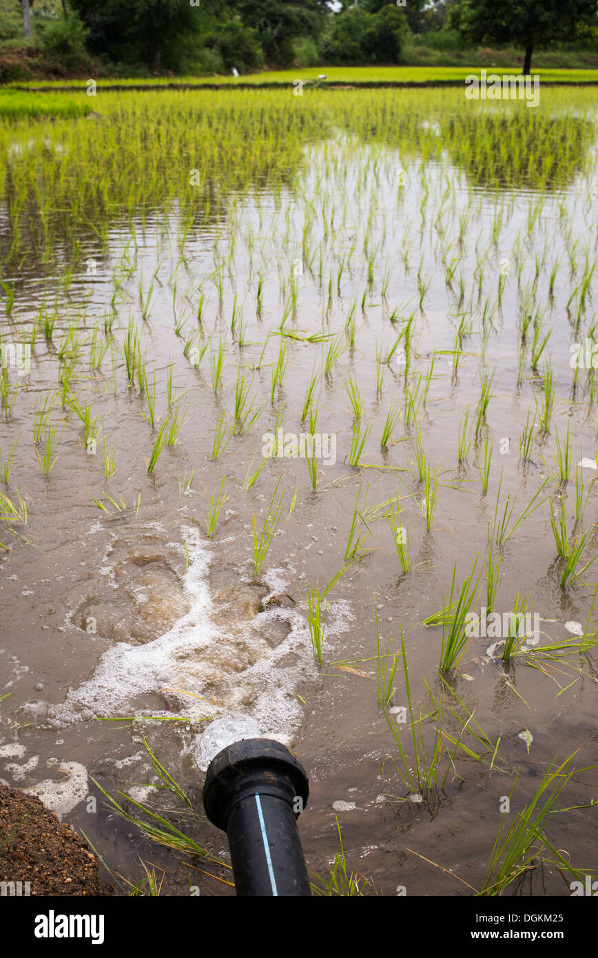 Flooding rice paddy fields with water. Andhra Pradesh, India Stock Photo