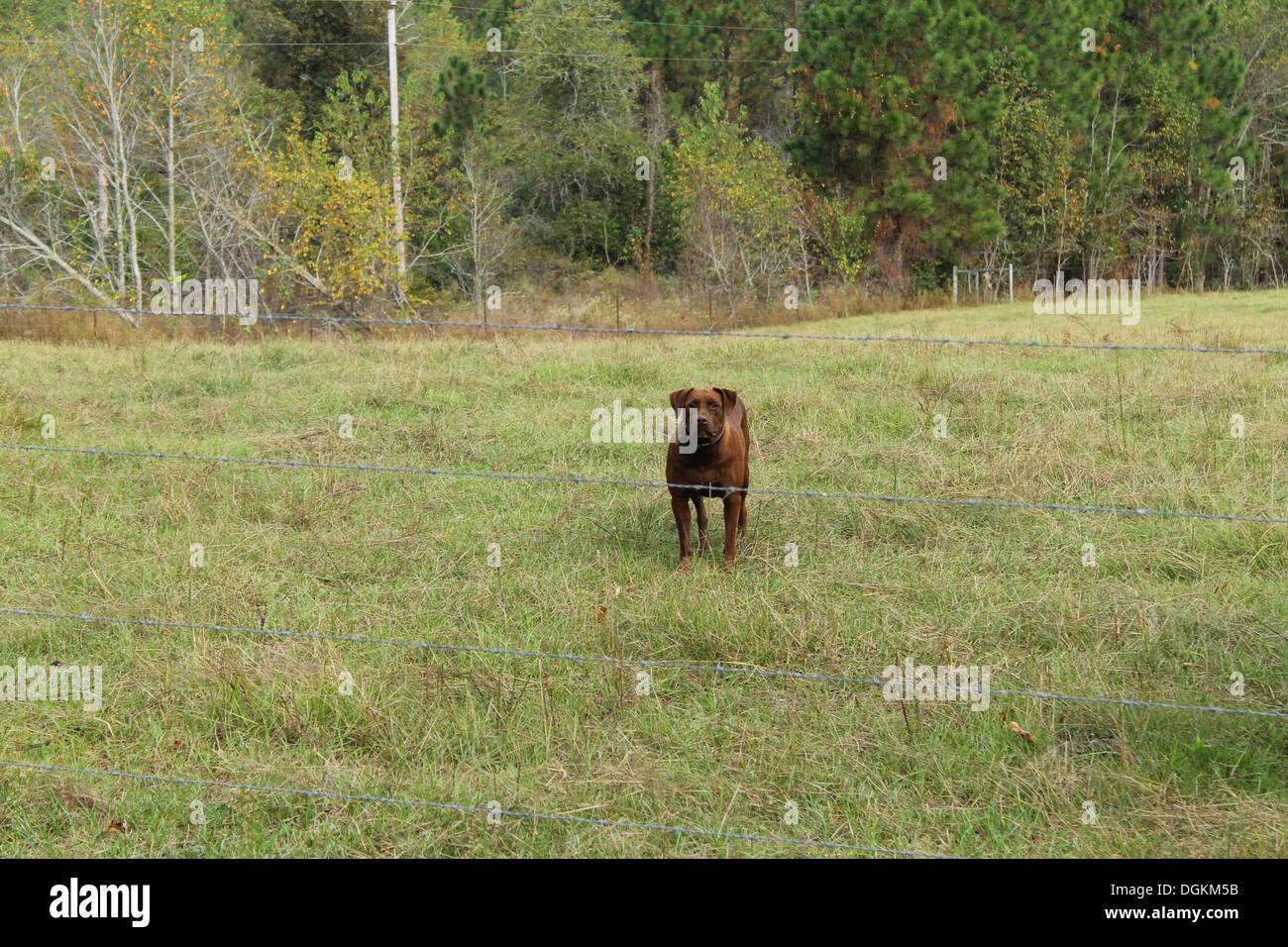 Brown dog standing in a field Stock Photo - Alamy