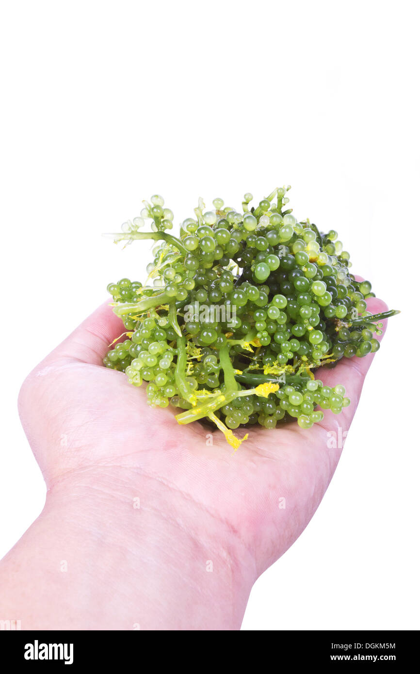 Oval sea grapes seaweed Stock Photo