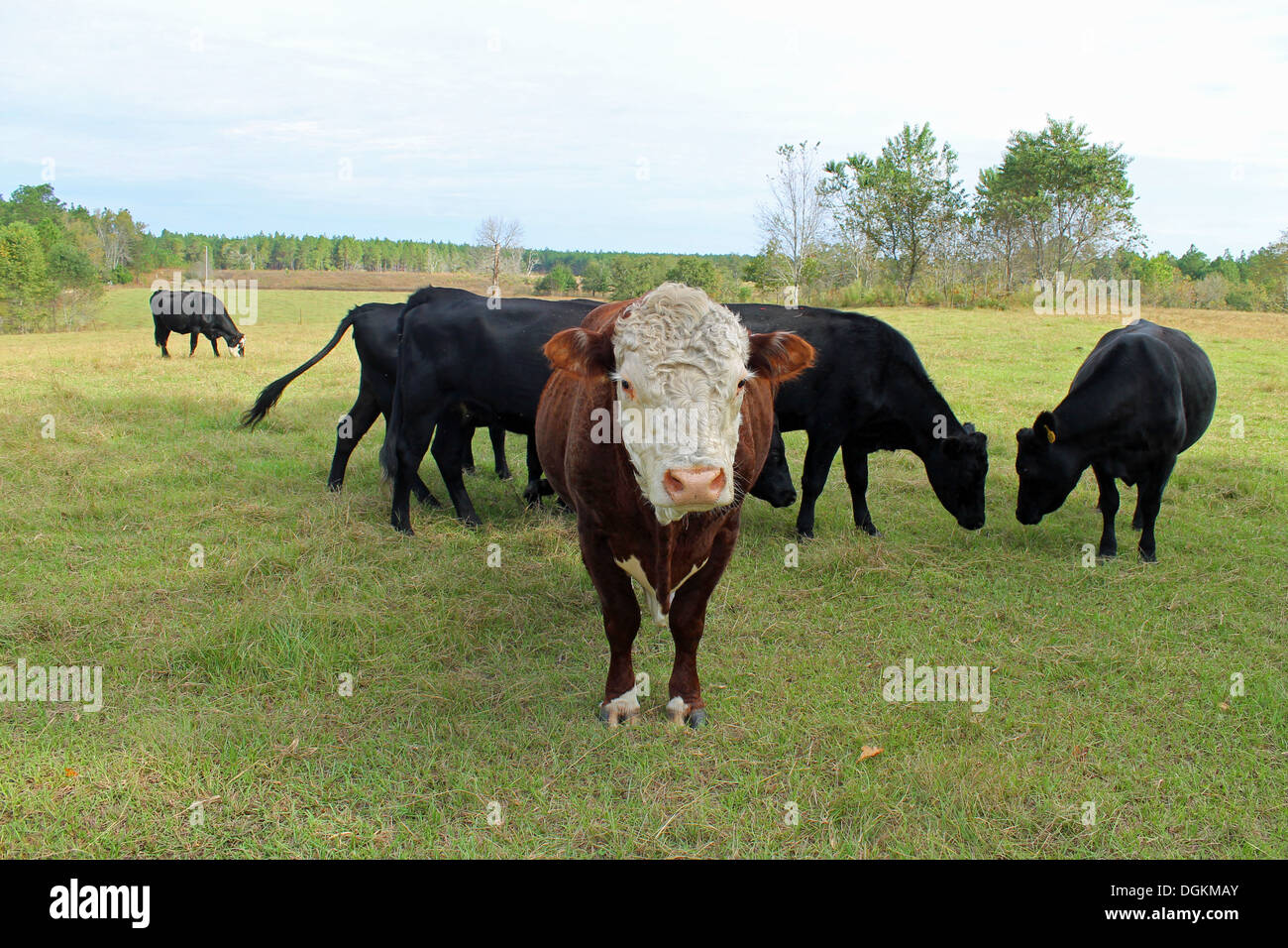 Cows grazing in a field Stock Photo - Alamy