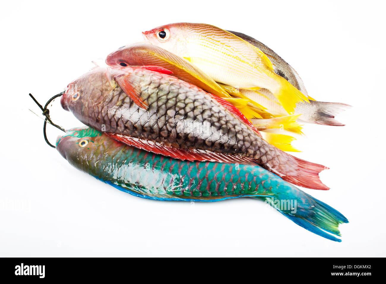 Seabass fishing Cut Out Stock Images & Pictures - Alamy