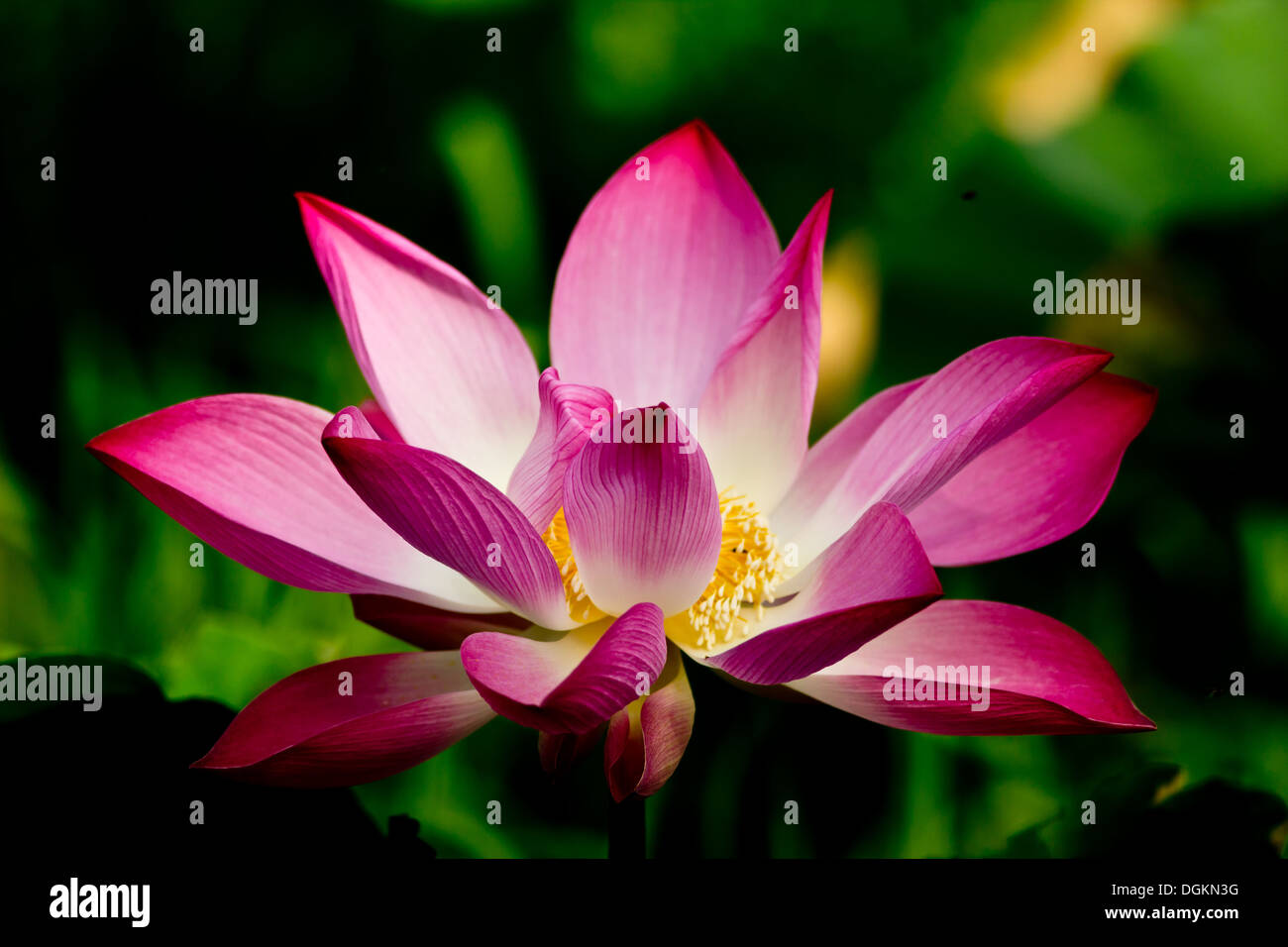 Ping Lotus,Lotus Blossom Stock Photo Alamy