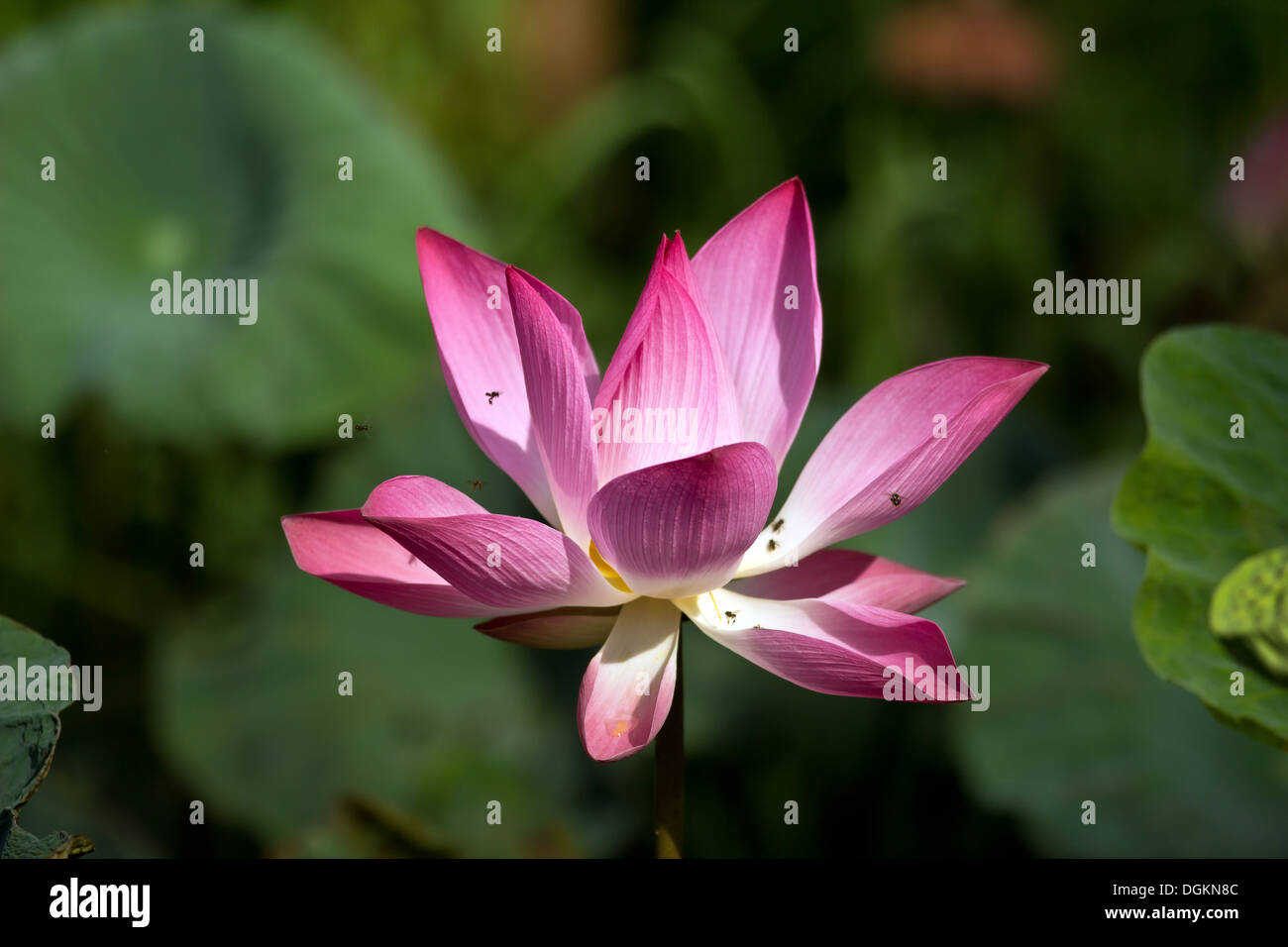 Ping Lotus,Lotus Blossom Stock Photo Alamy