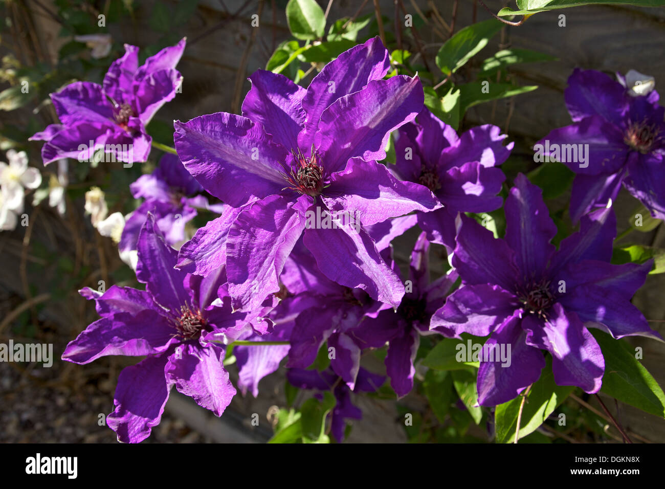 Clematis flowers, England Stock Photo Alamy