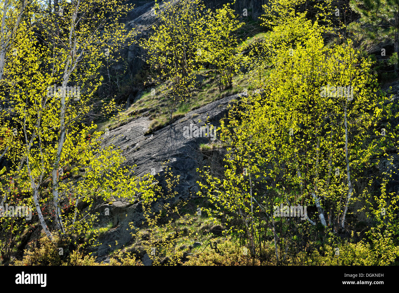 Emerging foliage in birch trees Greater Sudbury Ontario Canada Stock Photo