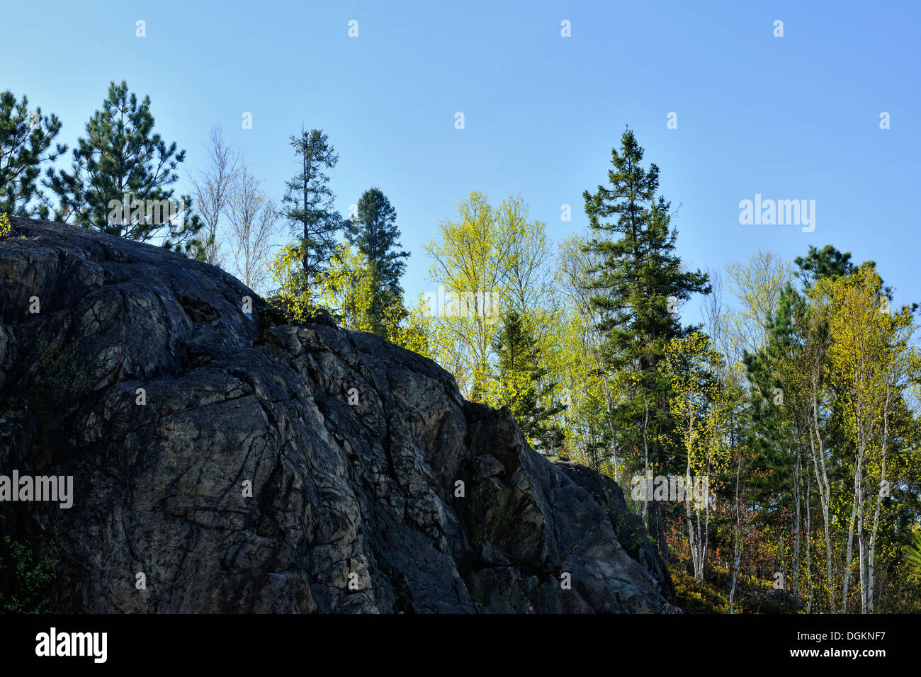 A rocky ridge with spruce and birch Greater Sudbury Ontario Canada Stock Photo