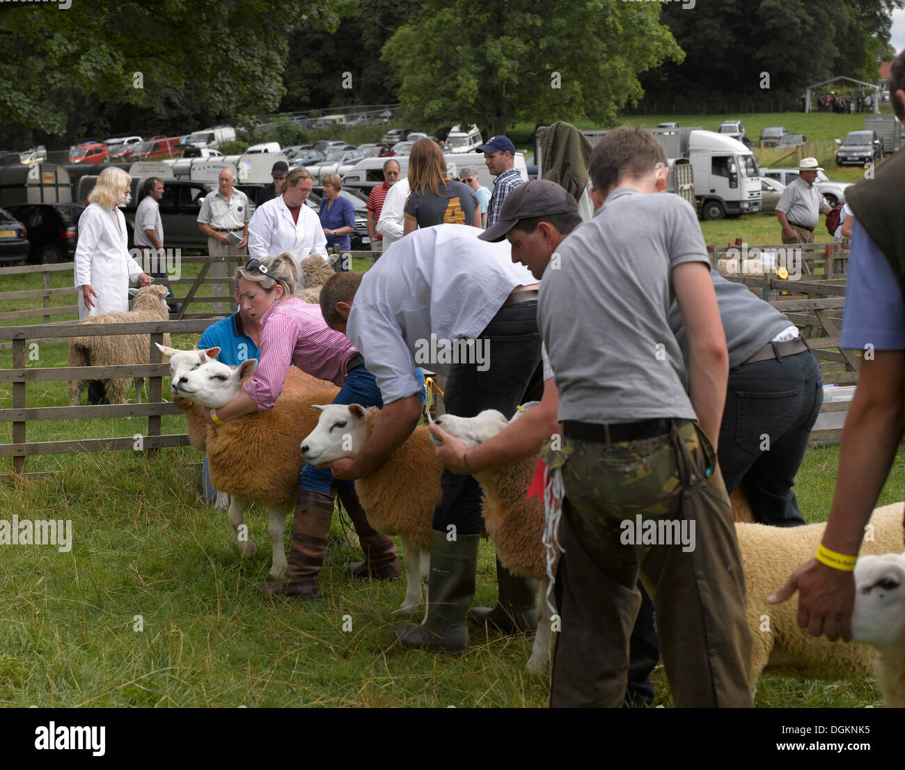 Judging Texel sheep at Thornton Le Dale annual show. Stock Photo