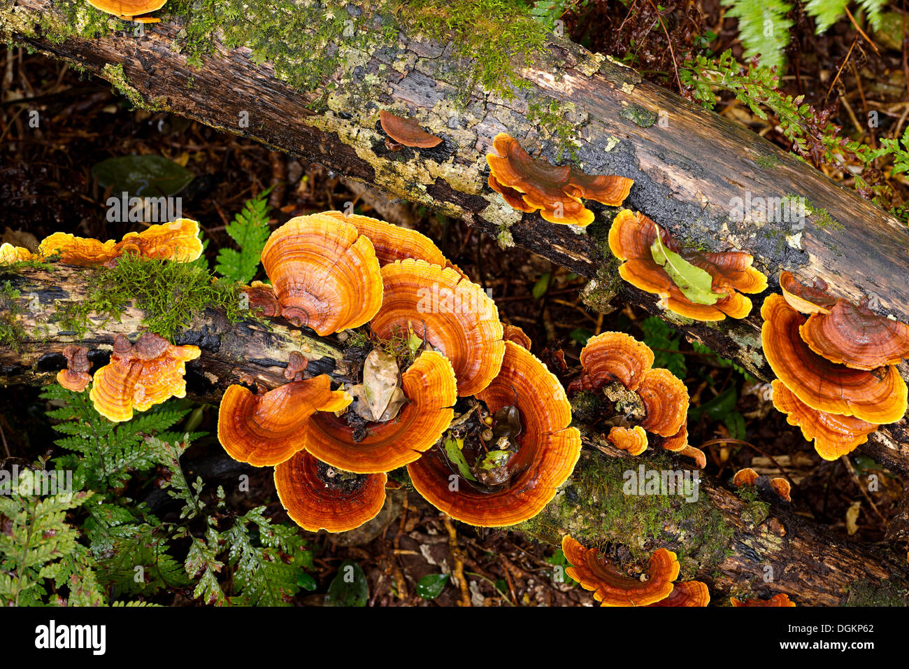 Unidentified orange coloured bracket fungi growing on decaying timber. Queensland rainforest. Stock Photo
