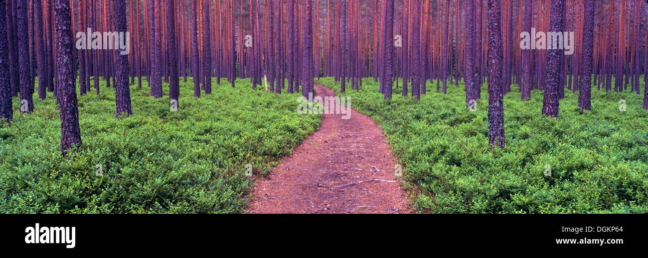 A heavily wooded forest in southern Norway. Stock Photo