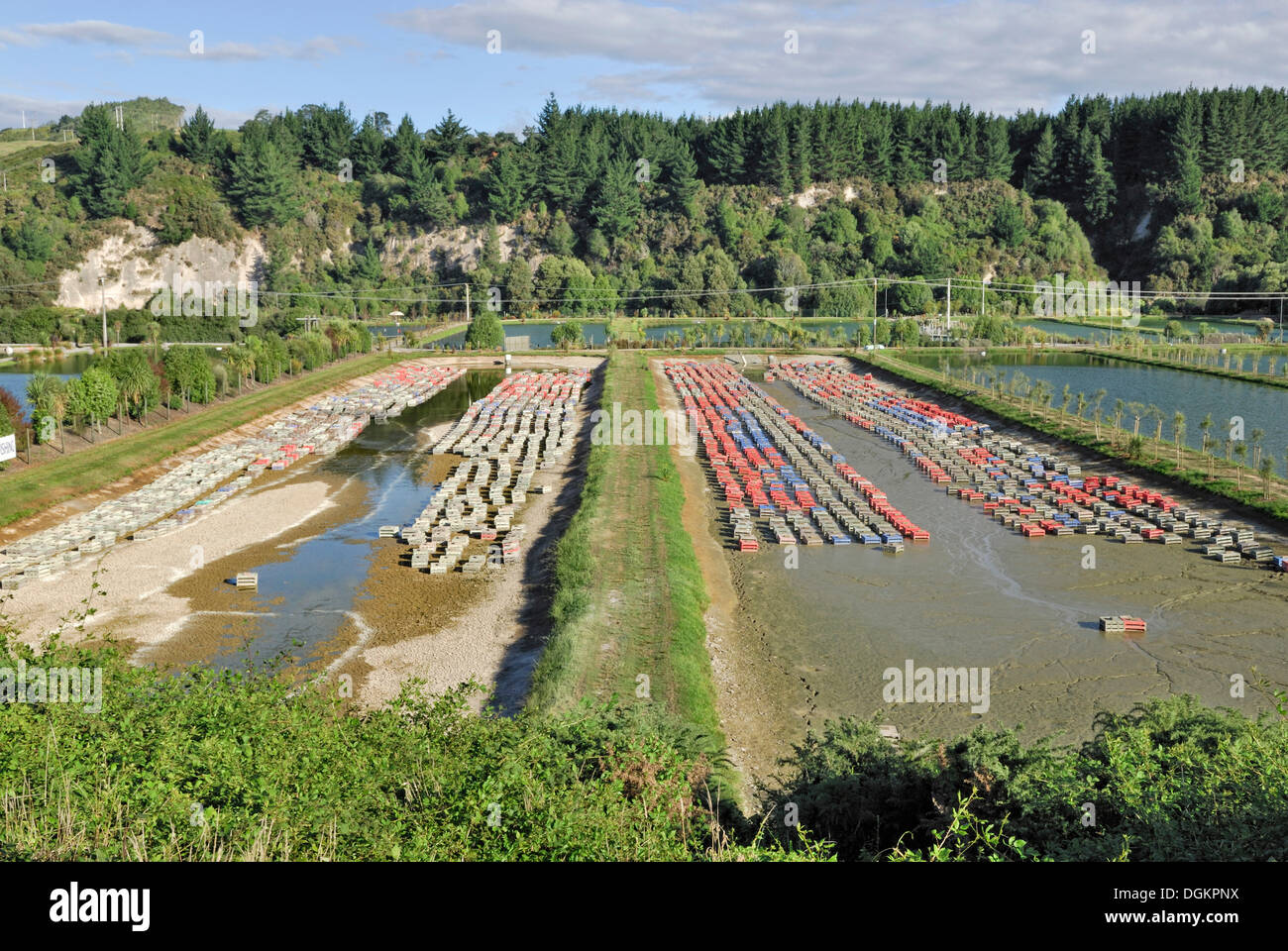 Prawn farming hires stock photography and images Alamy