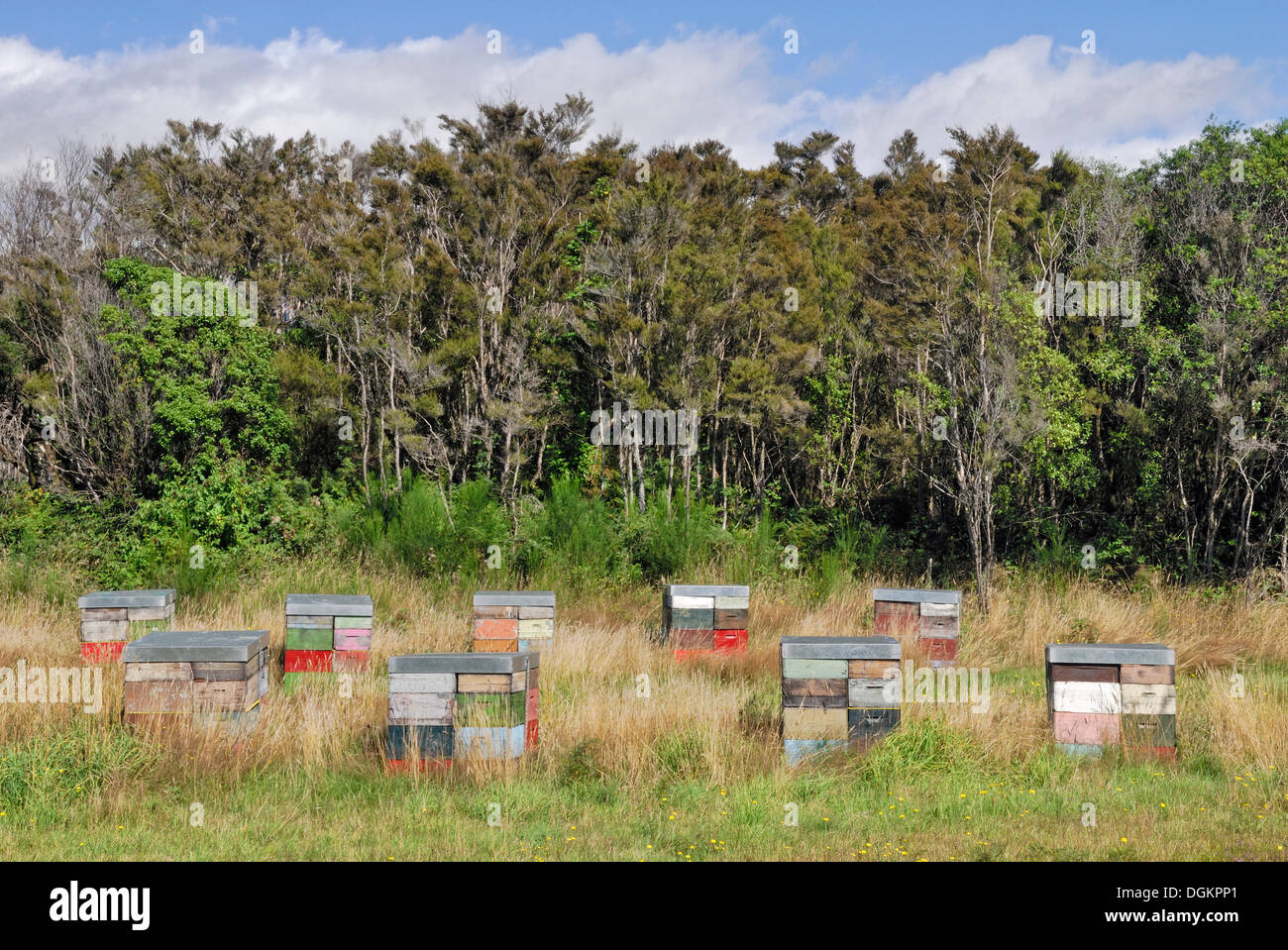 Bee hives, heathland, next to State Highway 46 near Turangi, North Island, New Zealand Stock Photo