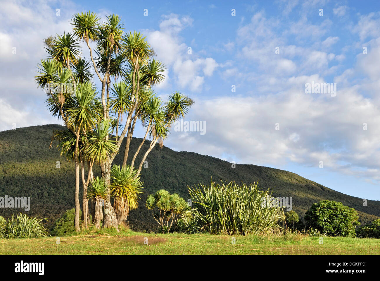 Palm trees in the historic settlement of Opotaka on Lake Rotaira, North Island, New Zealand Stock Photo