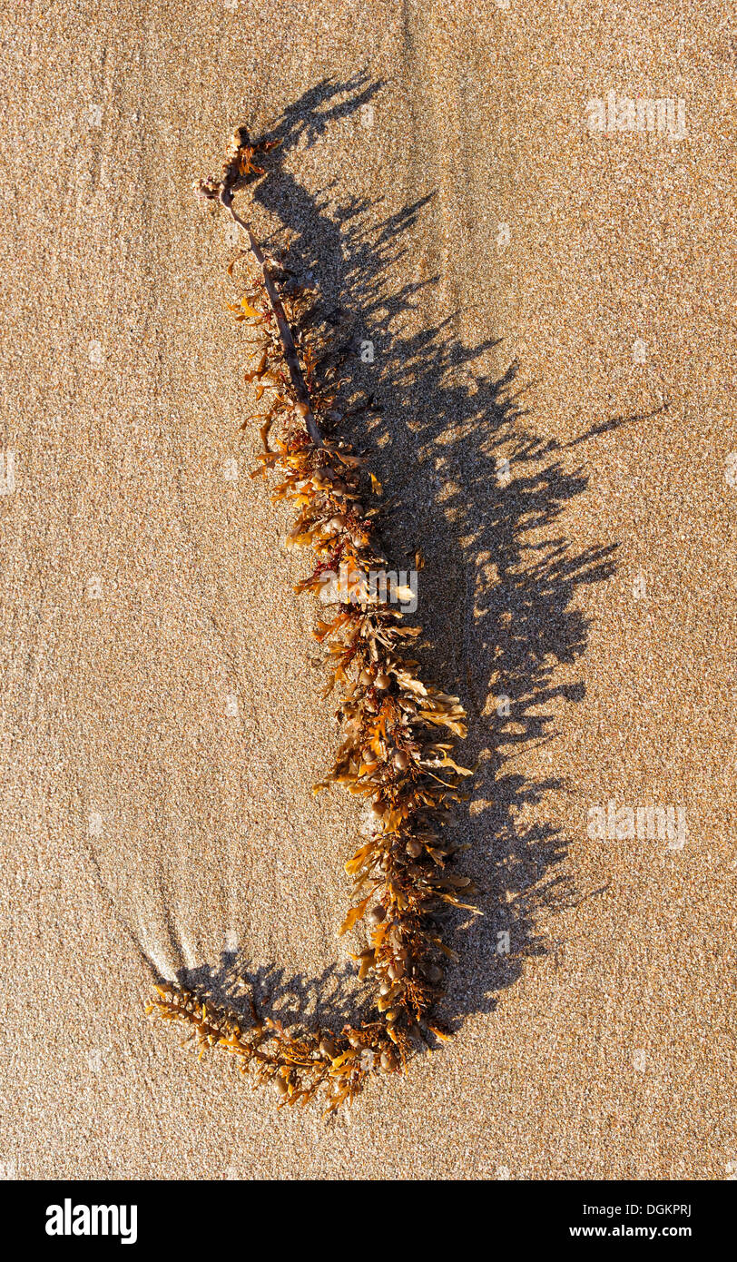 Tang washed on a beach, Hot Water Beach, east coast of Coromandel Peninsula, North Island, New Zealand Stock Photo