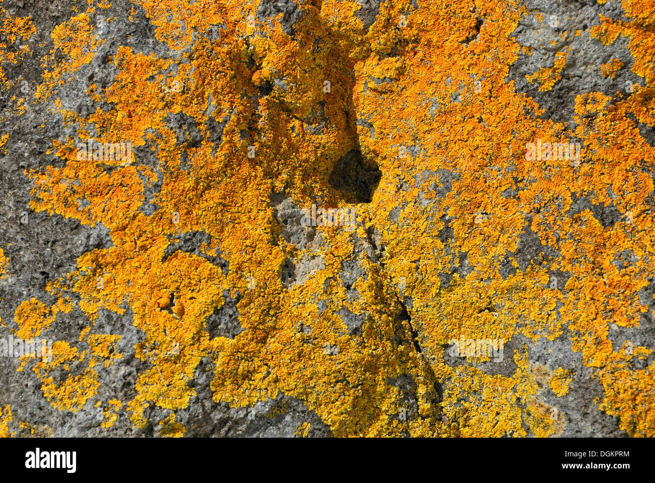 Orange Lichen on a boulder on a beach, Clarks Beach, Manukau Harbour, North Island, New Zealand Stock Photo