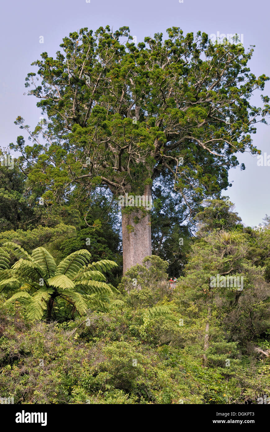 Famous Kauri tree (Agathis australis), 'Square Kauri', 1200 years, Coromandel Forest Park, Coromandel Peninsula, North Island Stock Photo