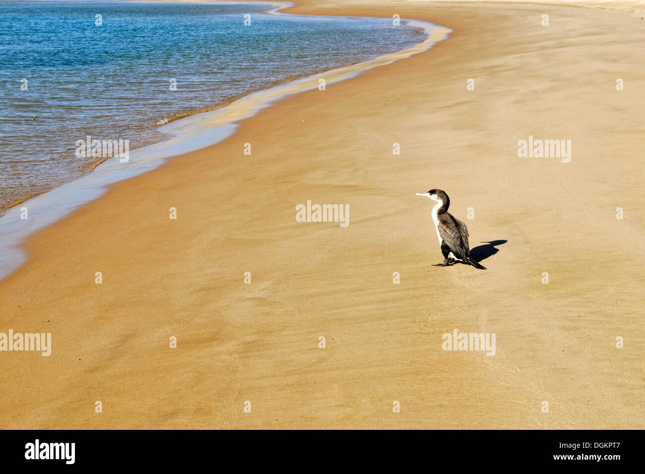 Lone Black Cormorant or Black Shag (Phalacrocorax carbo), sand dunes at Hokianga Harbour, Opononi, North Island, New Zealand Stock Photo