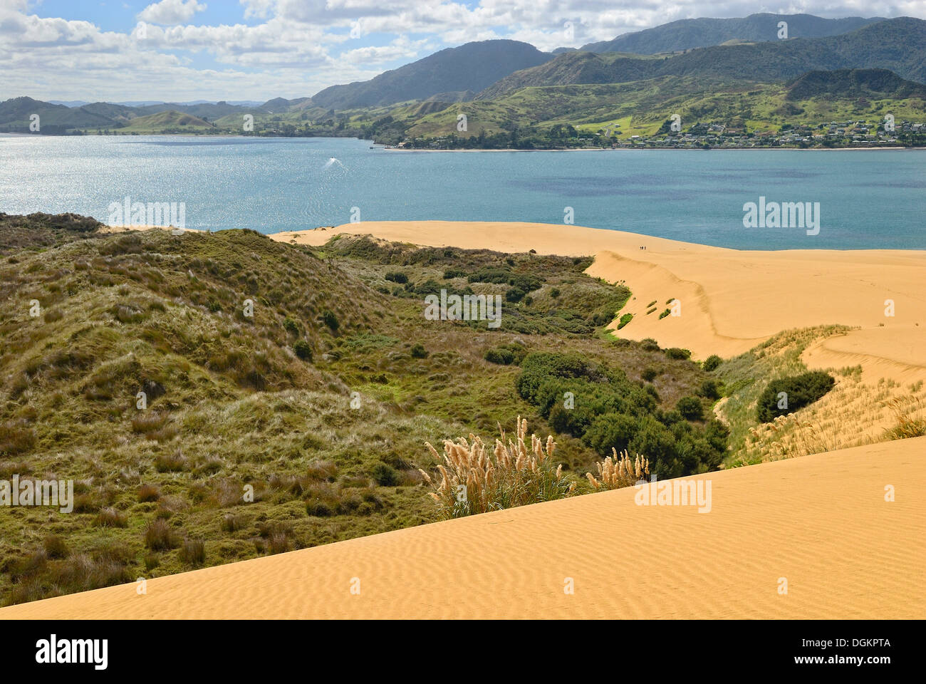 Dune landscape at Hokianga Harbour, Opononi, North Island, New Zealand ...