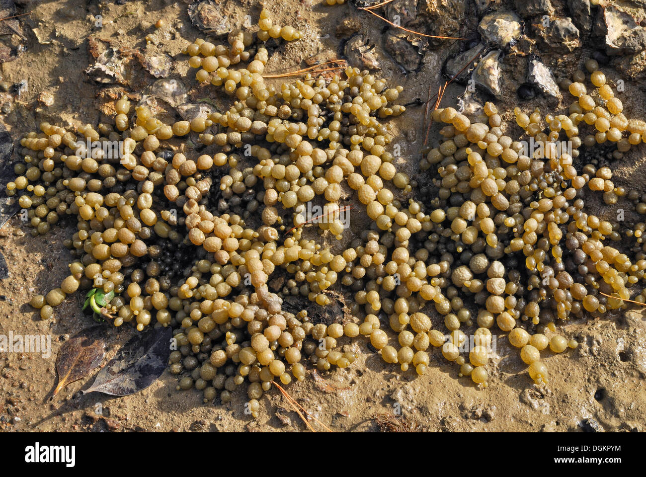 Neptune's necklace, sea grapes or bubbleweed (Hormosira banksii), mangrove swamp, Opua, Bay of Islands, North Island Stock Photo