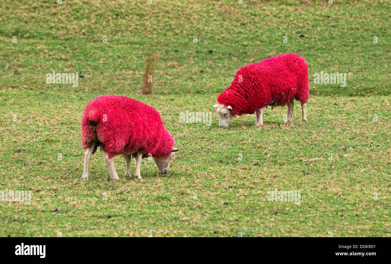 Sheep, died red for promotional purposes, eye-catcher by the roadside, Sheep World Farm and Nature Park, Warkworth, Highway 1 Stock Photo