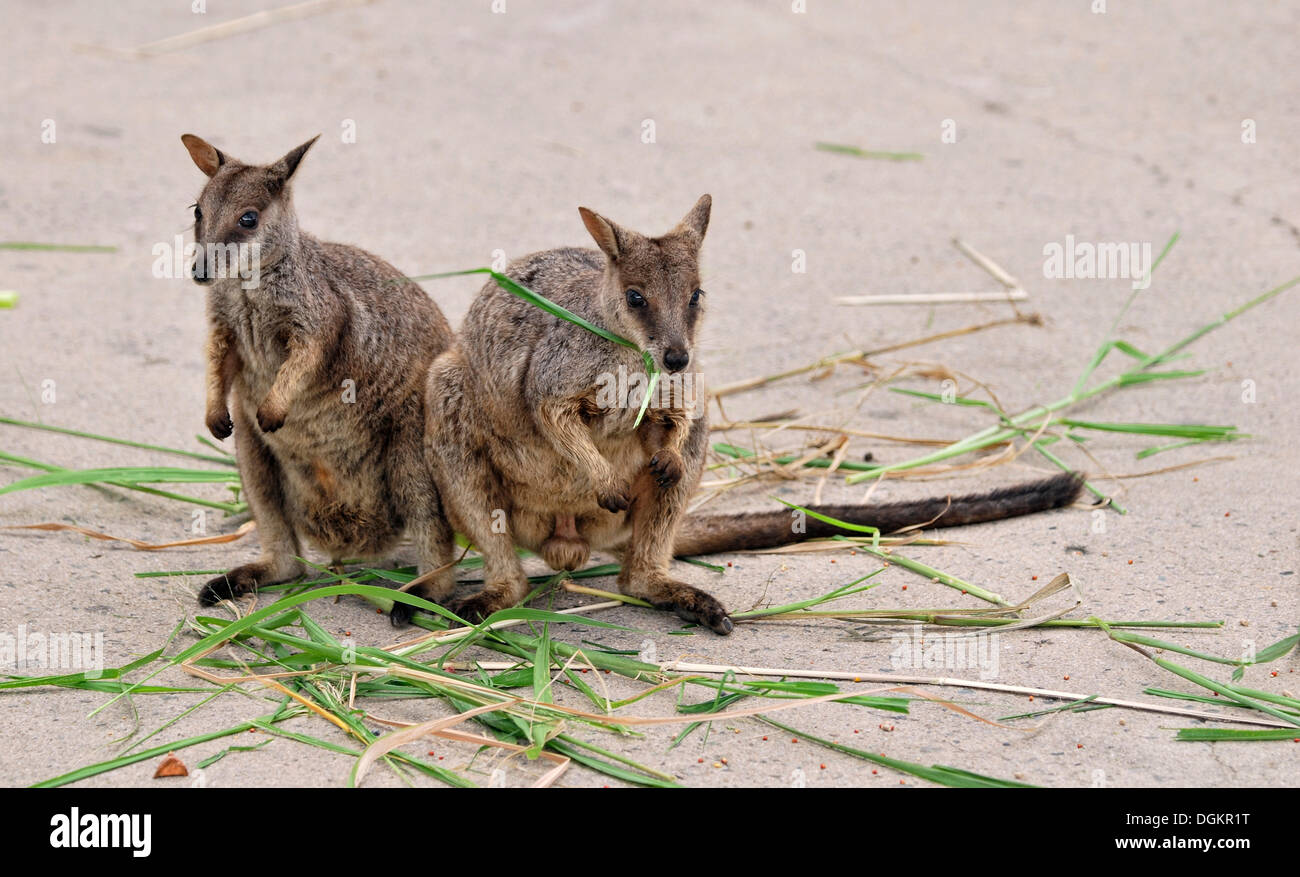 Black-flanked rock-wallabies, black-footed rock-wallabies (Petrogale lateralis), male and female, Bremner Point, Magnetic Island Stock Photo