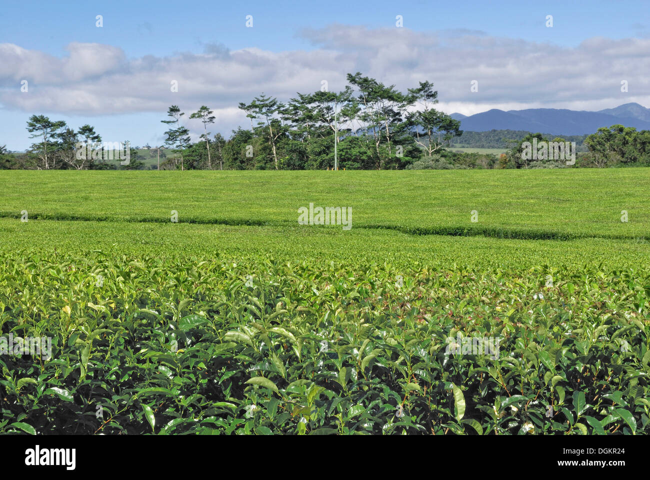 Nerada tea plantation hires stock photography and images Alamy