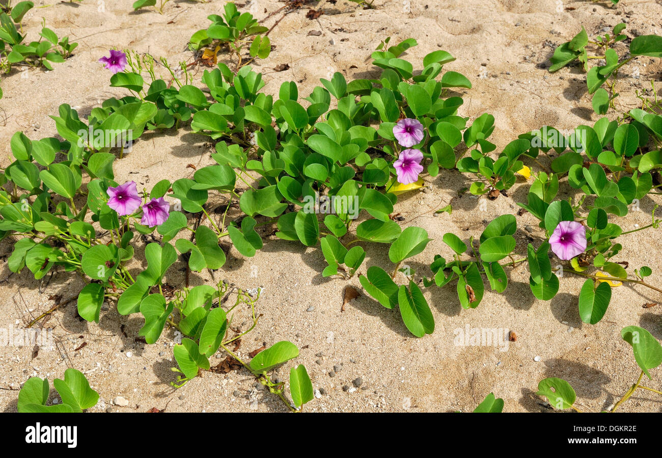 Seashore false bindweed or Beach morning glory (Calystegia soldanella), Low Isles, Great Barrier Reef, Port Douglas, Queensland Stock Photo