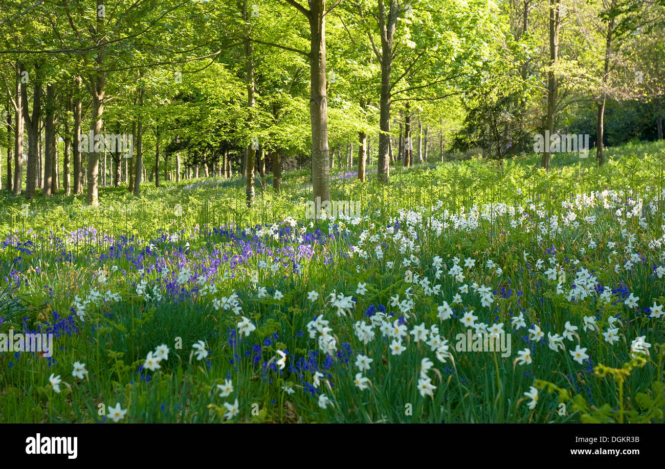 Woodland view of bluebells and daffodils. Stock Photo