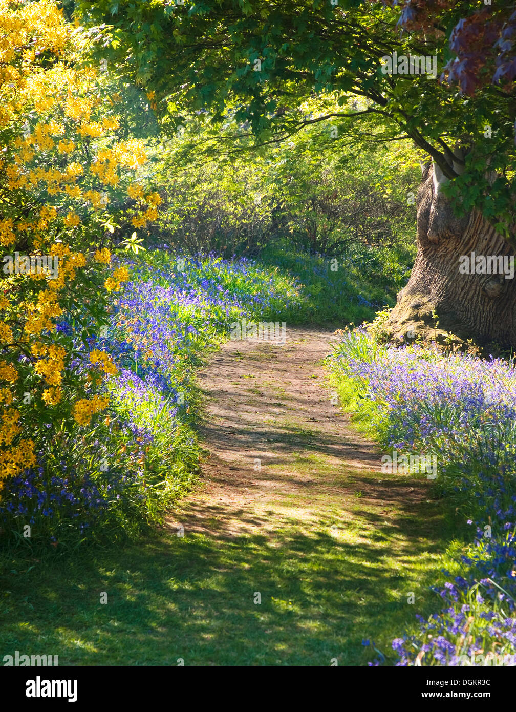 A tunnel of flowers beckoning us to explore. Stock Photo