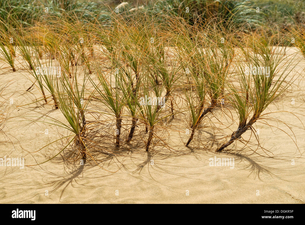 Pingao grass, or golden sand sedge (Ficinia spiralis), sand dunes on Hokianga Harbour, Opononi, North Island, New Zealand Stock Photo