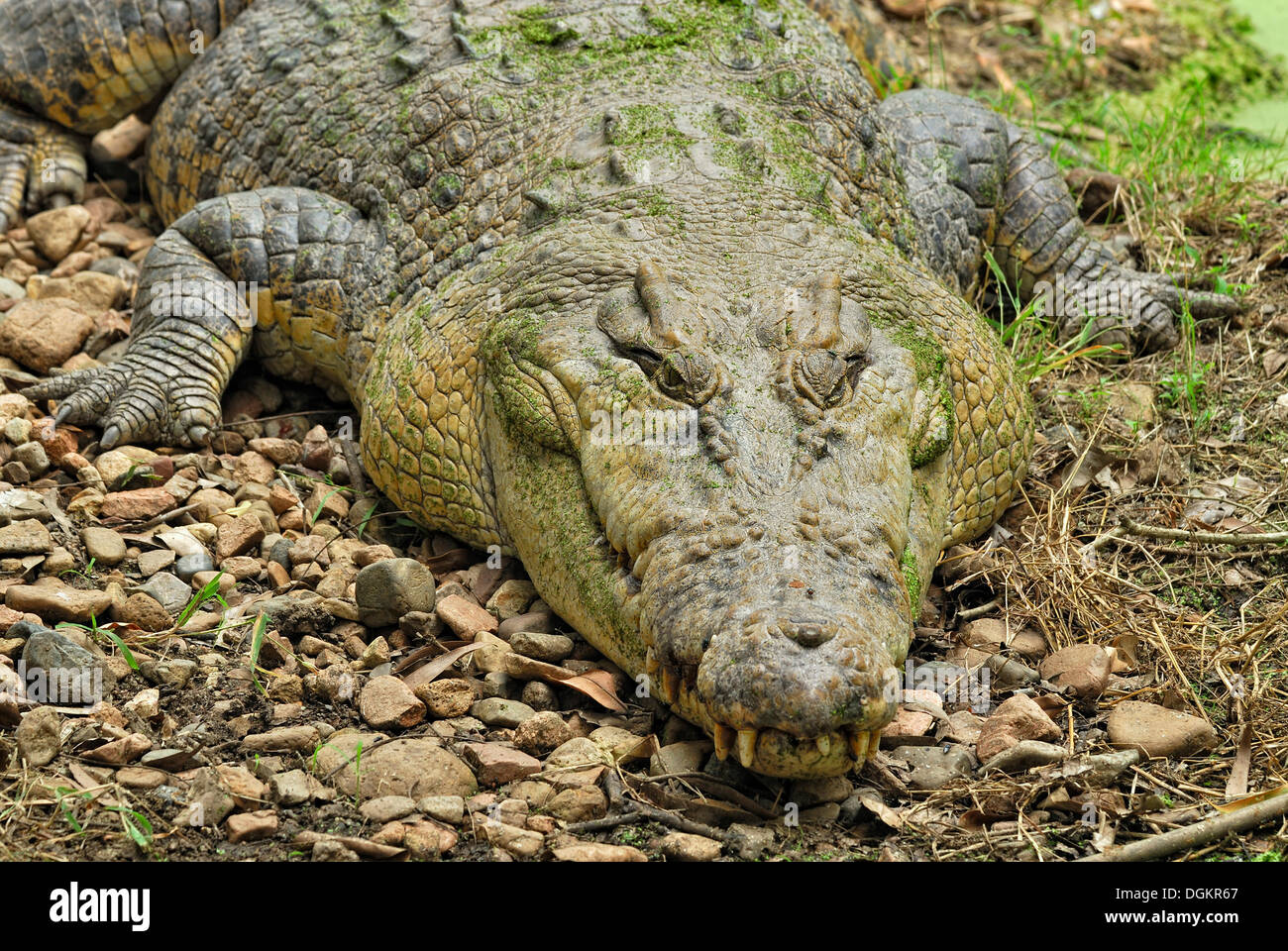 Saltwater Crocodile (Crocodylus porosus), Billabong Sanctuary, Townsville,  Queensland, Australia Stock Photo - Alamy