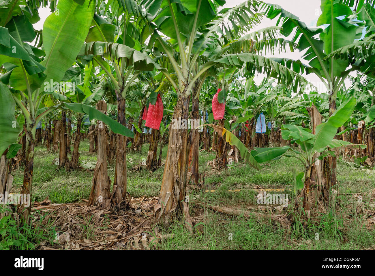 Banana plantation, Innisfail, Queensland, Australia Stock Photo