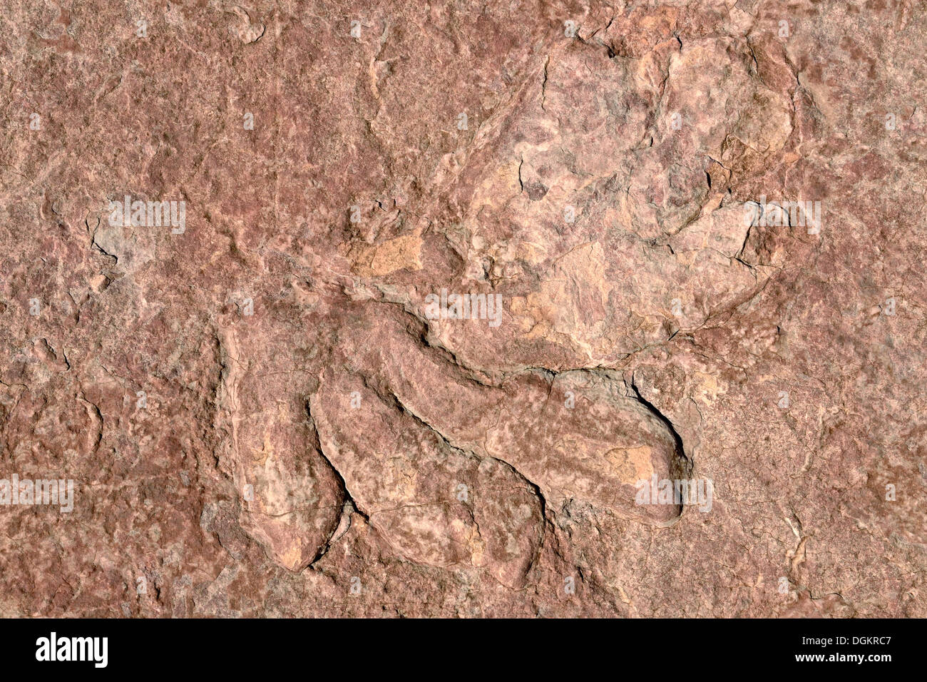 Fossilized footprints of a dinosaur, Dilophosaurus, partially preserved, about 170 million years, Jurassic Age Navajo Sandstone Stock Photo
