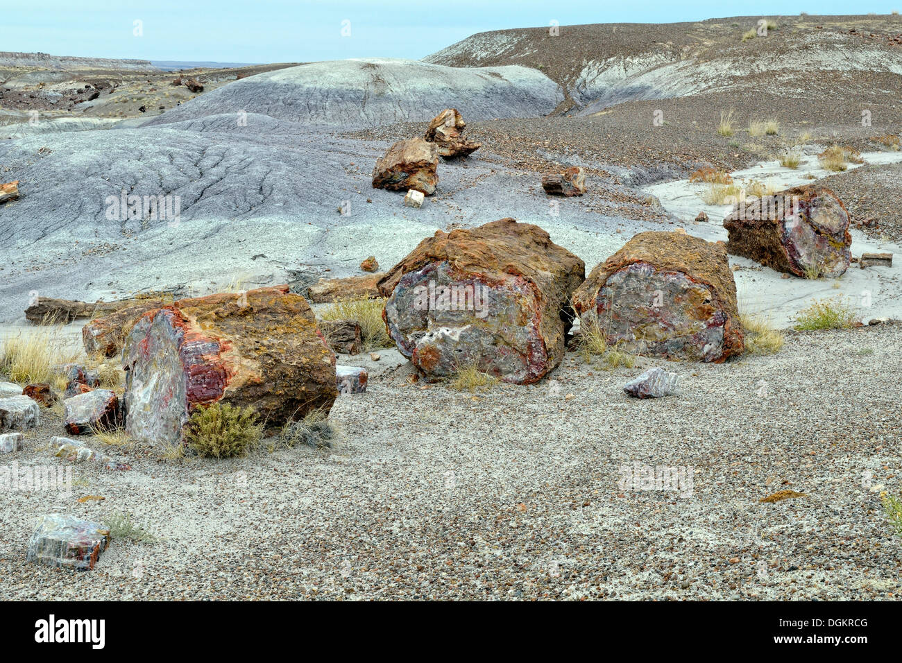 Fragments of silicified tree trunks, Crystal Forest, Petrified Forest National Park, Painted Desert, Holbrook, Arizona Stock Photo