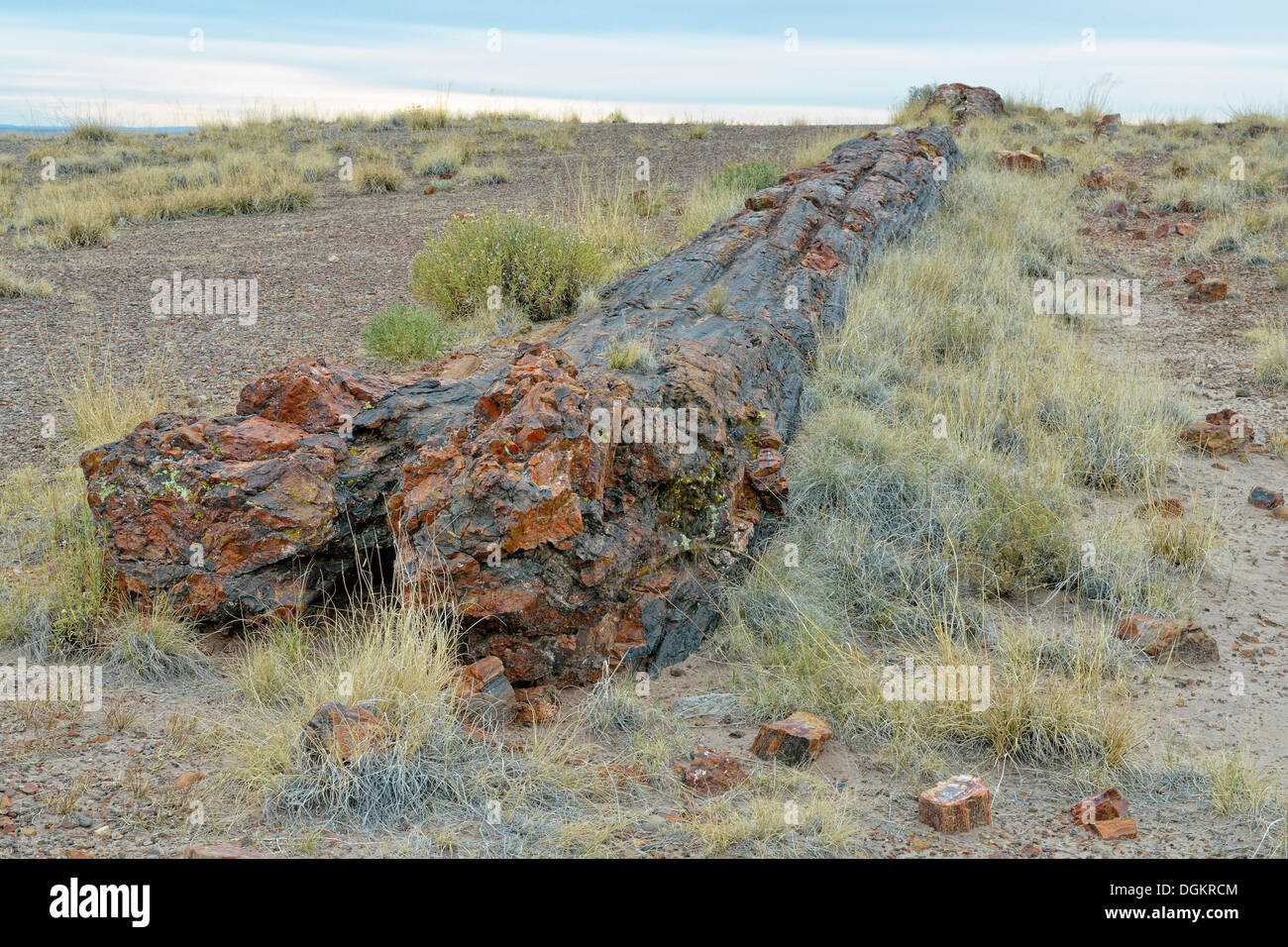 Silicified tree trunks, Crystal Forest, Petrified Forest National Park, Painted Desert, Holbrook, Arizona, United States Stock Photo