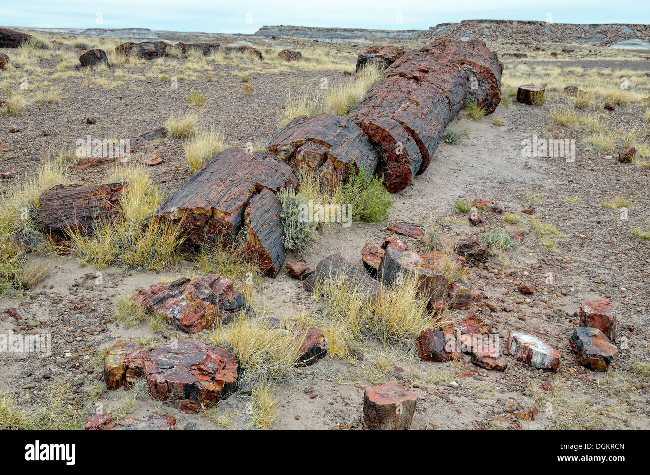 Silicified tree trunks, Crystal Forest, Petrified Forest National Park