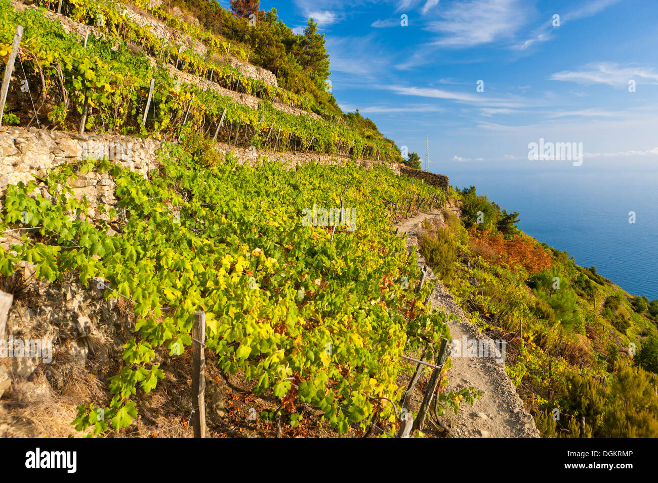 A vineyard overlooks the coast on the cliffs of the Mediterranean along the Italian Riviera. Stock Photo