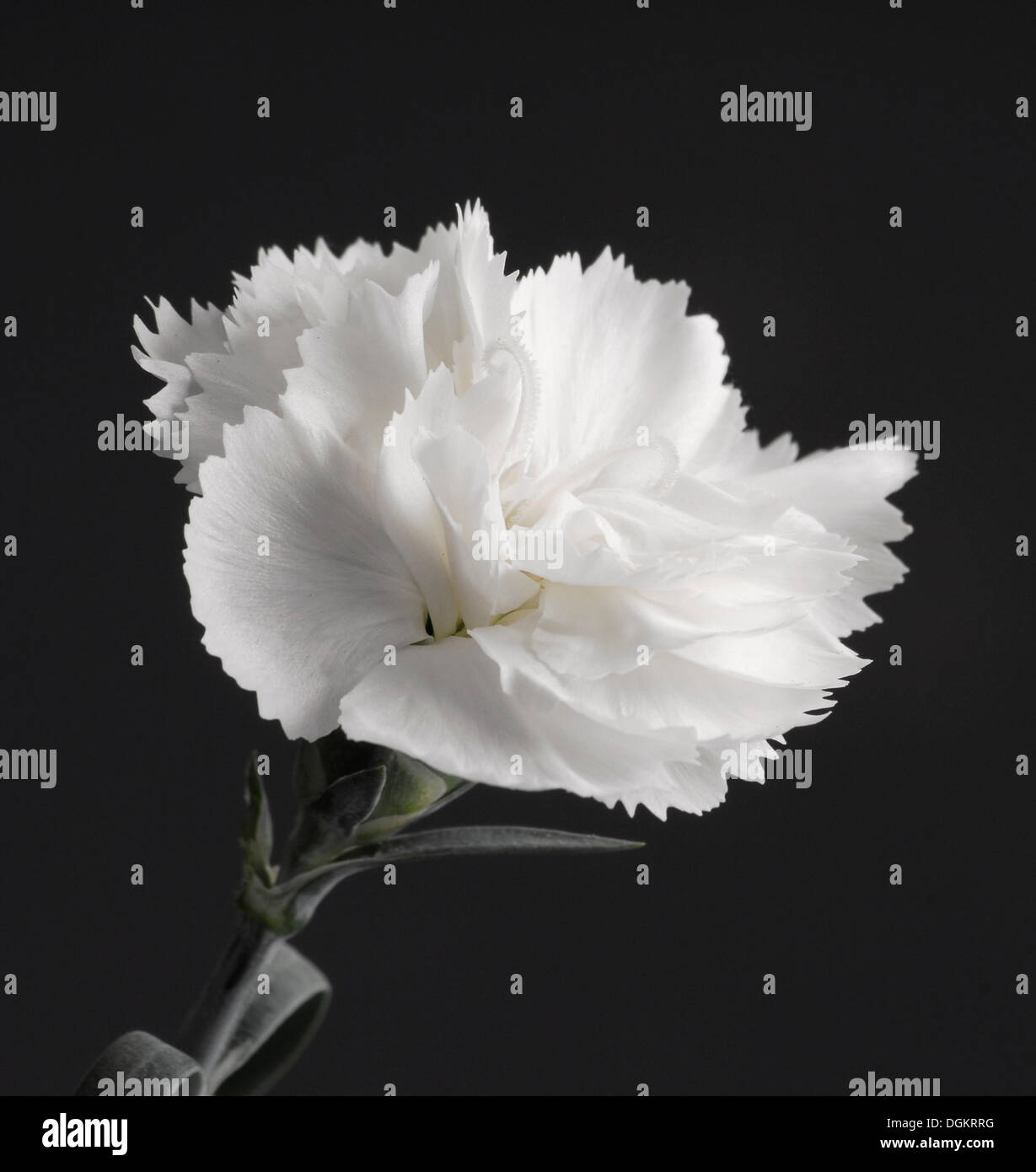Carnation varieties hires stock photography and images Alamy