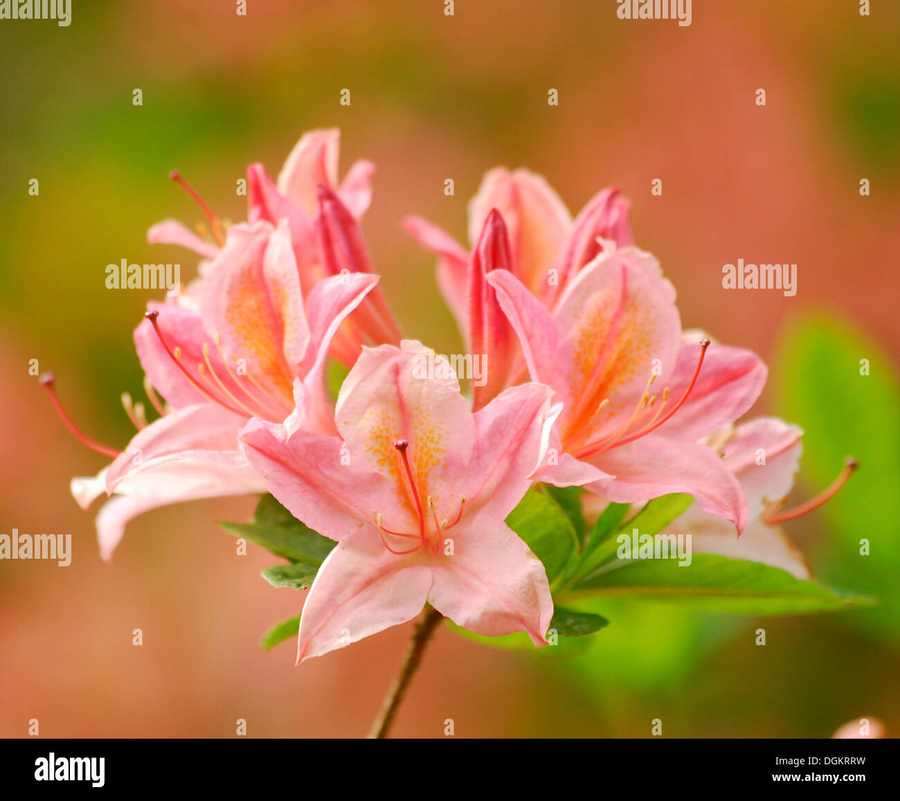 Azalea (Rhododendron), Occidentale Hybrid 'Irene Koster Stock Photo