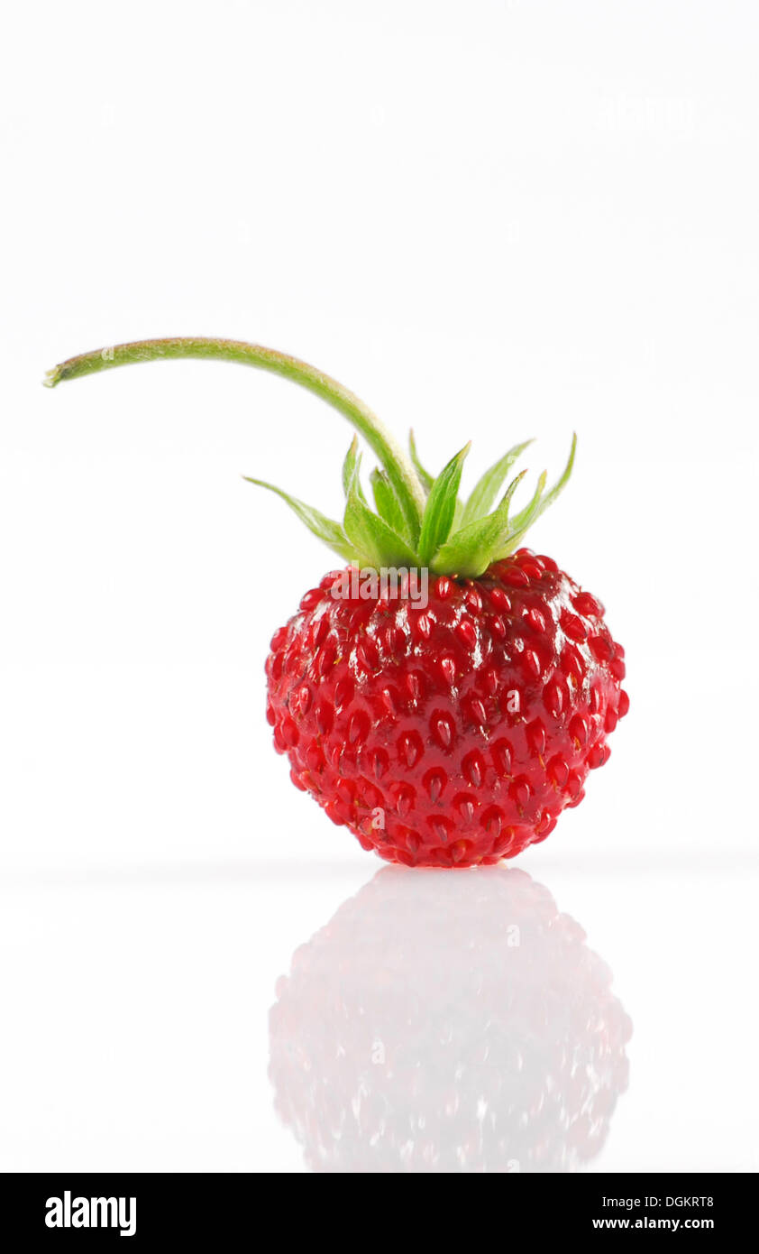 Woodland strawberry (Fragaria vesca Stock Photo - Alamy
