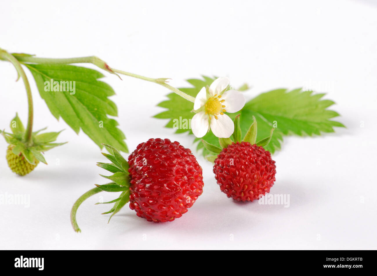 Woodland strawberries (Fragaria vesca) Stock Photo