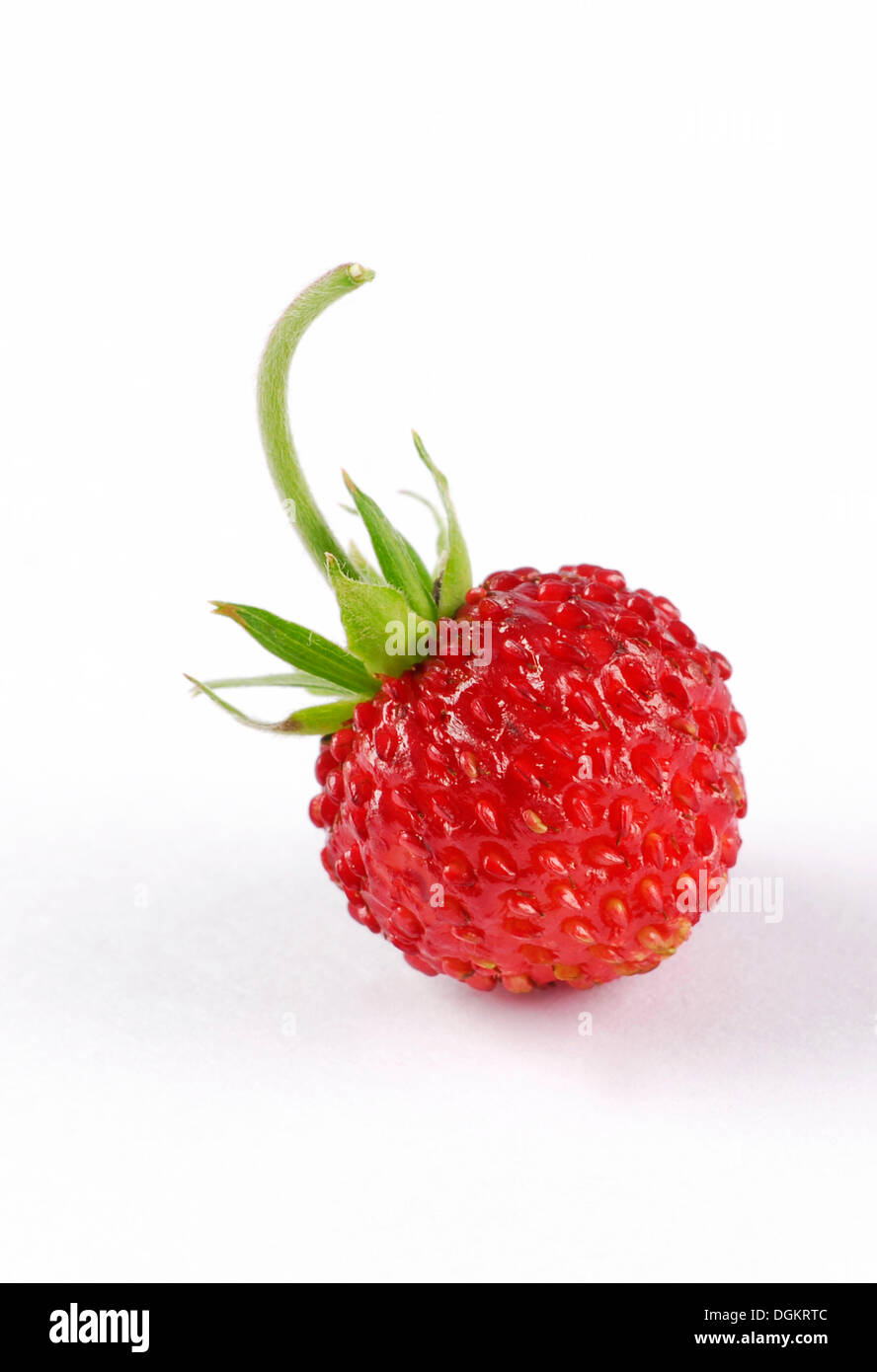 Woodland strawberry (Fragaria vesca Stock Photo - Alamy