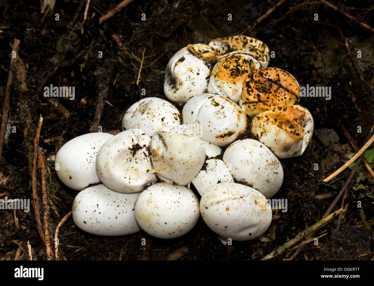 Eggs of a Grass snake in a compost heap Stock Photo
