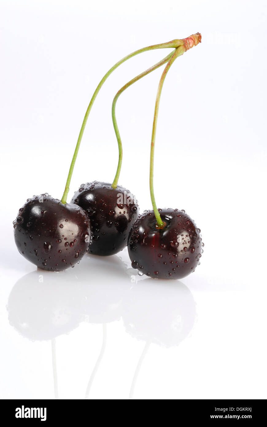 Three cherries, Black cherry or Wild cherry (Prunus avium) Stock Photo