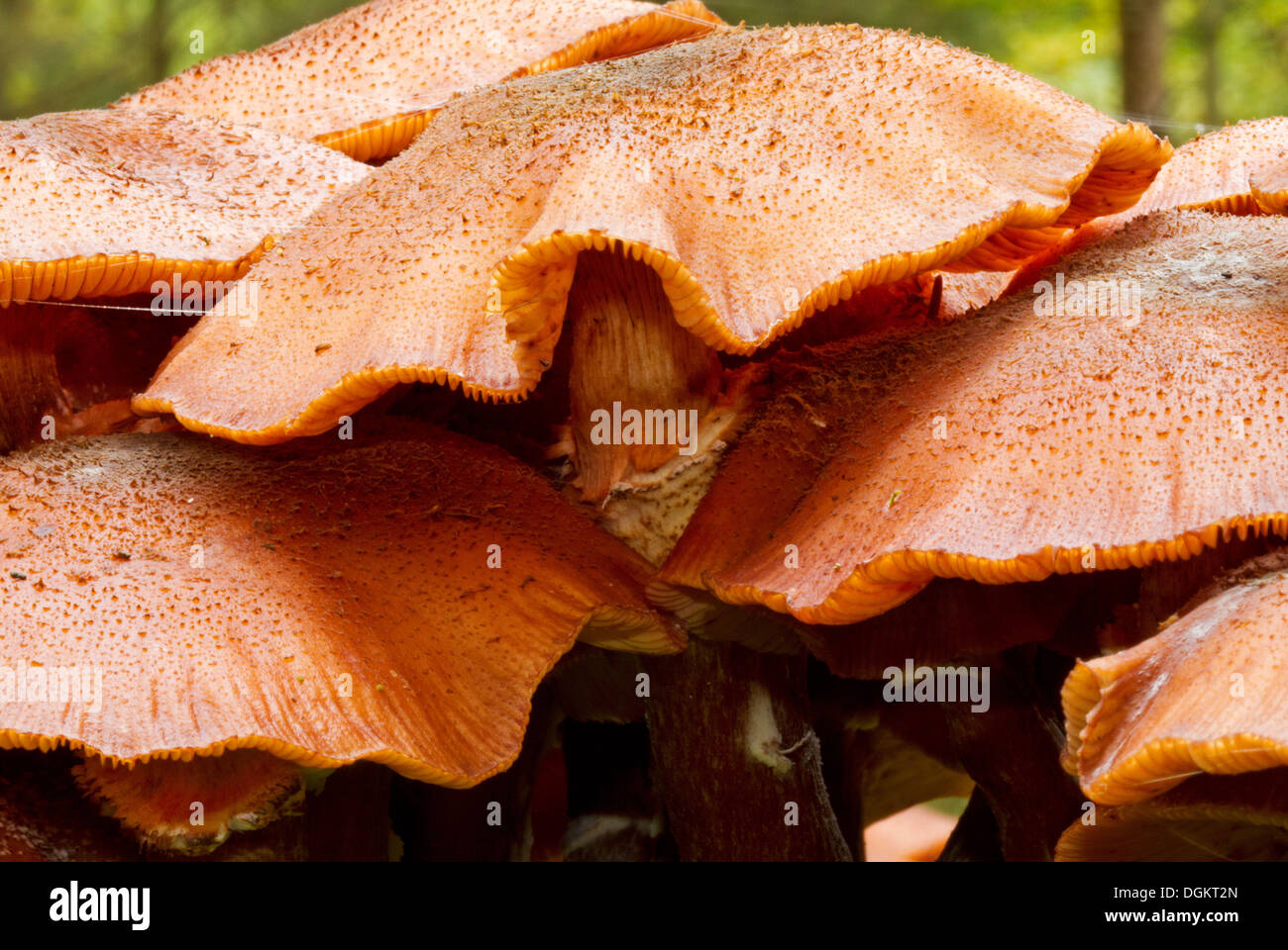 Detail of the caps of a group Freckled Dapperlings (Lepiota aspera) Stock Photo