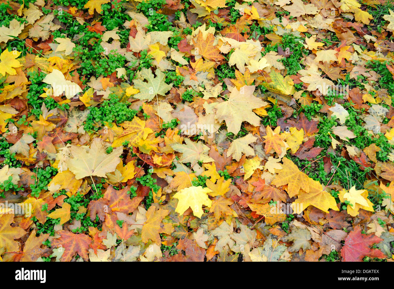 Colorful autumn background of maple leaves and green grass Stock Photo ...