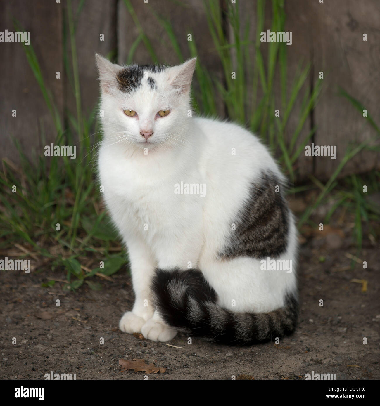 White young tabby cat sitting in front of the wall of a shed Stock Photo