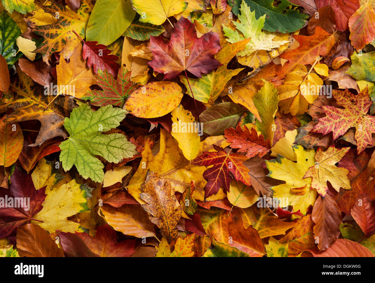 Colorful autumn foliage Stock Photo
