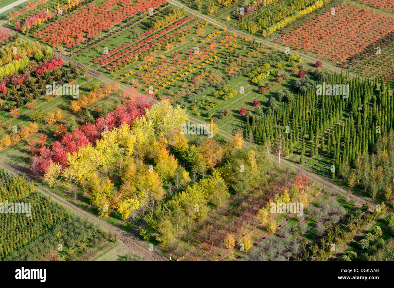 Tree nursery hi-res stock photography and images - Alamy