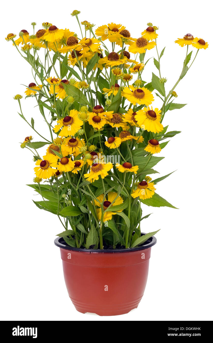 Bushes of sun yellow 'Coreopsis ' flowers in pot. Isolated on white. Stock Photo